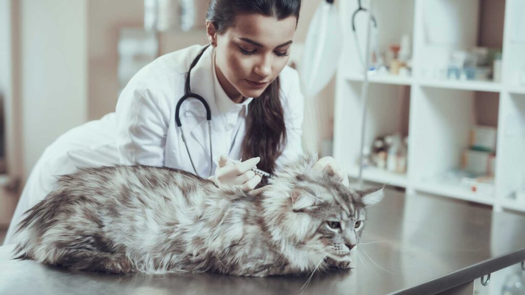 Care for furry friends.