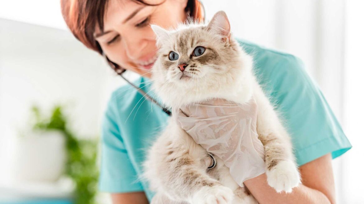 Why your furry friend need a vet?