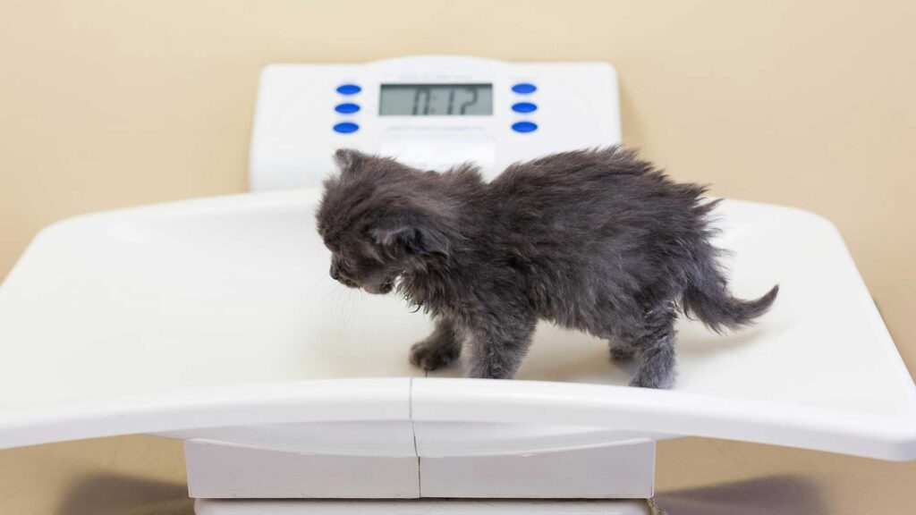 Weigh cat during vet visit.