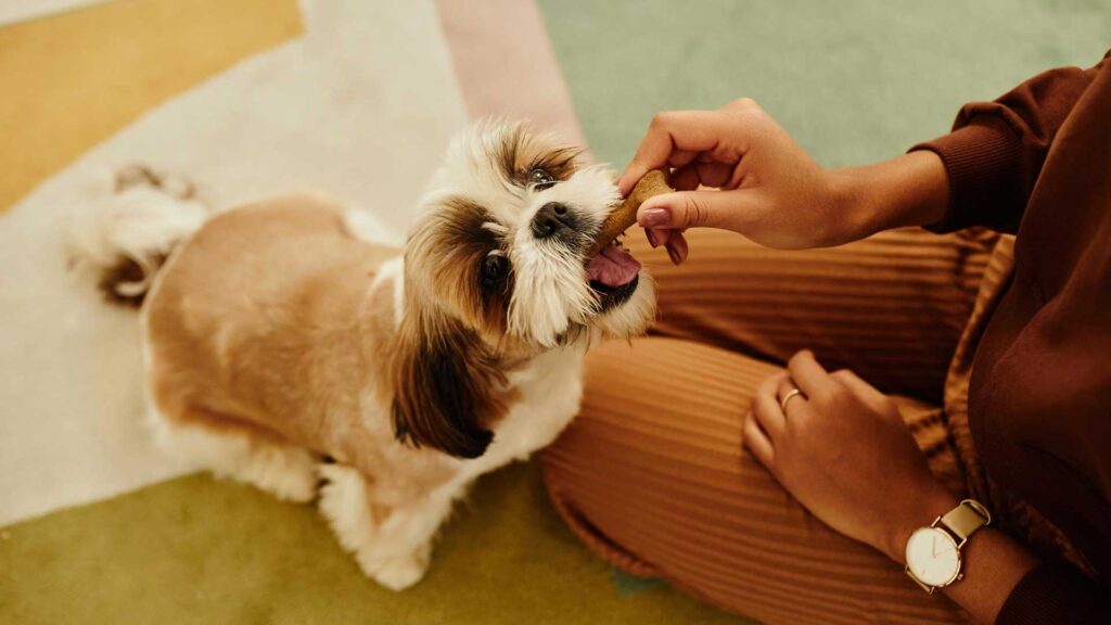 Treat Puppy with treats.